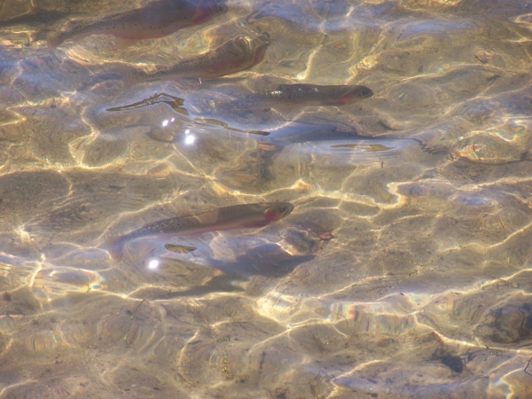 
IMGreenback Cutthroat Trout