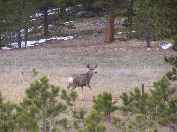 
IMMule Deer