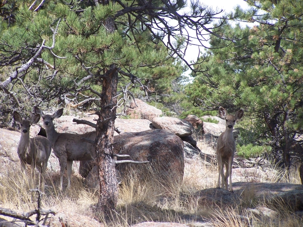 
IMMule Deer Fam