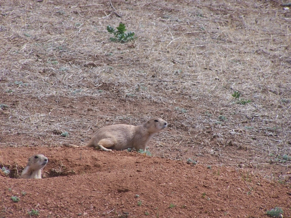 
IMPrairie Dogs