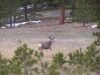 
Mule Deer