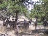 
Mule Deer Fam