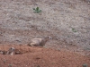 
Prairie Dogs