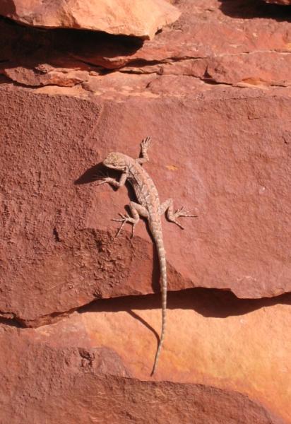 12_lizard.JPG