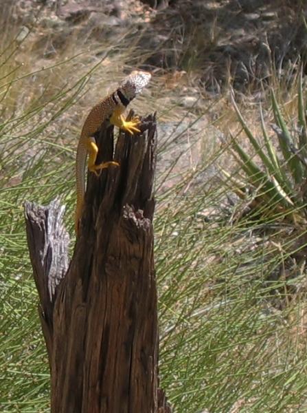 14_yellowlizard.JPG