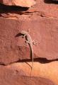 It was hot, but not too hot for this lizard.