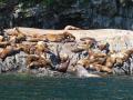 Sealions take in the sun at a haul-out on Perry Island.