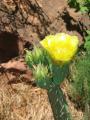 Prickley pear flower.
