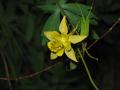 Yellow Columbine flower.
